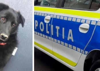 Bihorean reținut după ce ar fi ucis cățelușa unui vecin | ”Negruța” a murit după ce a fost lovită violent în cap